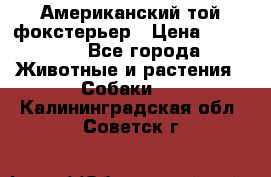 Американский той фокстерьер › Цена ­ 25 000 - Все города Животные и растения » Собаки   . Калининградская обл.,Советск г.